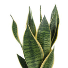 Sansevieria Futura Superba - 40cm, Nahaufnahme der kompakten Blattrosette