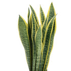 Sansevieria Laurentii - 40cm, Nahaufnahme der gelb-grün gestreiften Blätter