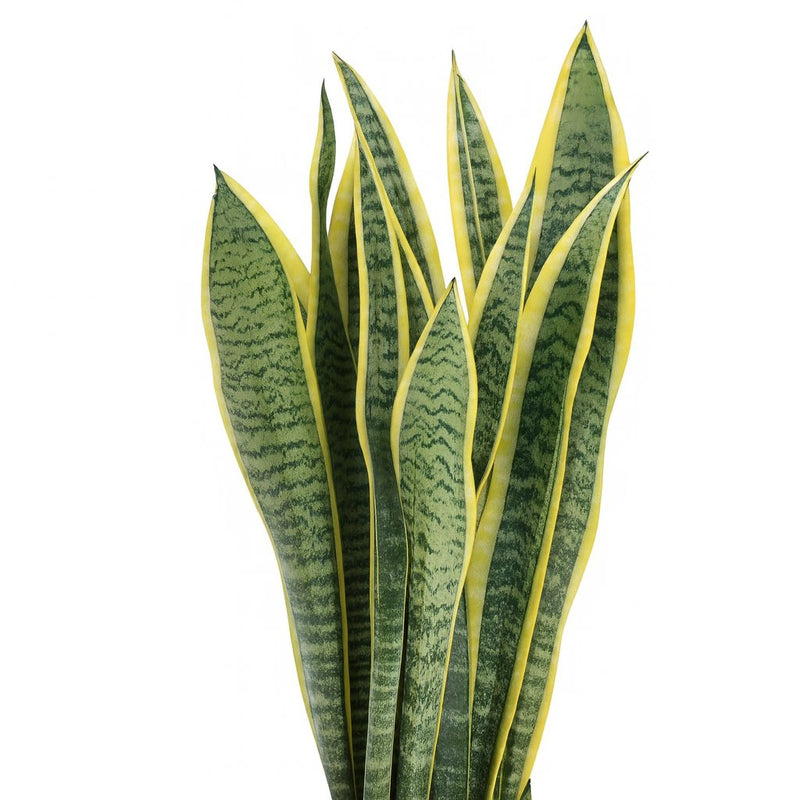 Sansevieria Laurentii Detail