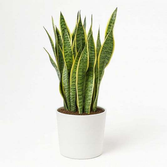 Sansevieria Trifasciata Laurentii - 85cm