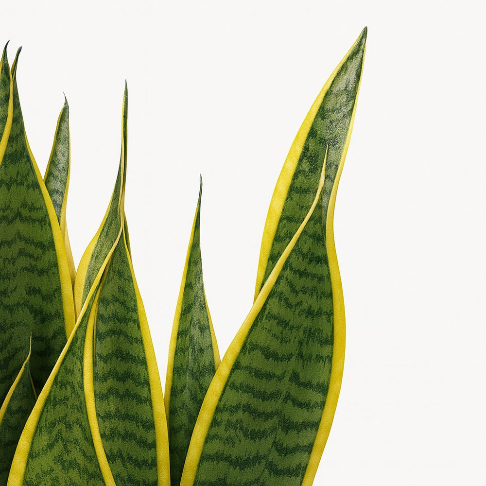 Sansevieria Laurentii - 85cm, Nahaufnahme der großen Pflanze