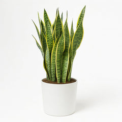 Sansevieria Trifasciata Laurentii - 85cm