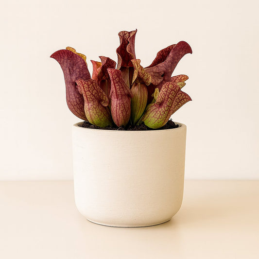 Sarracenia - 20cm