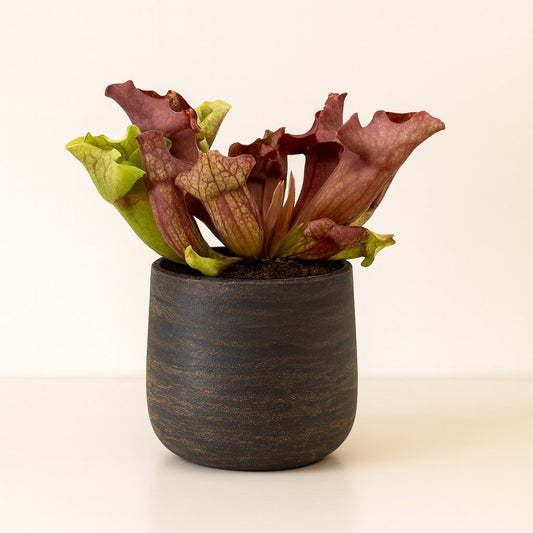 Sarracenia - 20cm