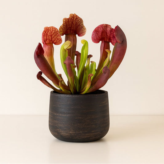 Sarracenia Catesbaei - 23cm