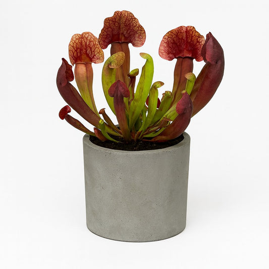 Sarracenia Catesbaei - 23cm