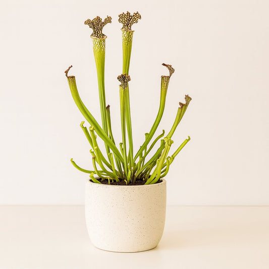 Sarracenia Farnhamii - 40cm