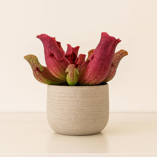 Sarracenia Maroon - 23cm