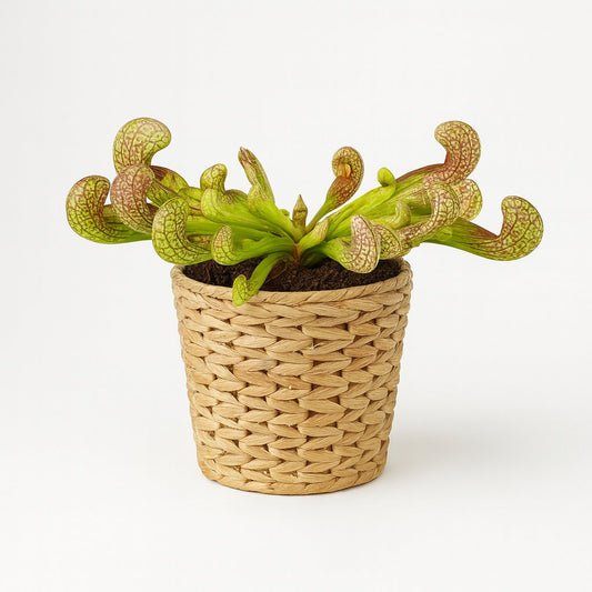 Sarracenia Psittacina - 13cm