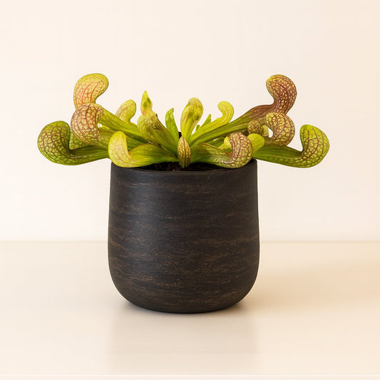 Sarracenia Psittacina - 13cm
