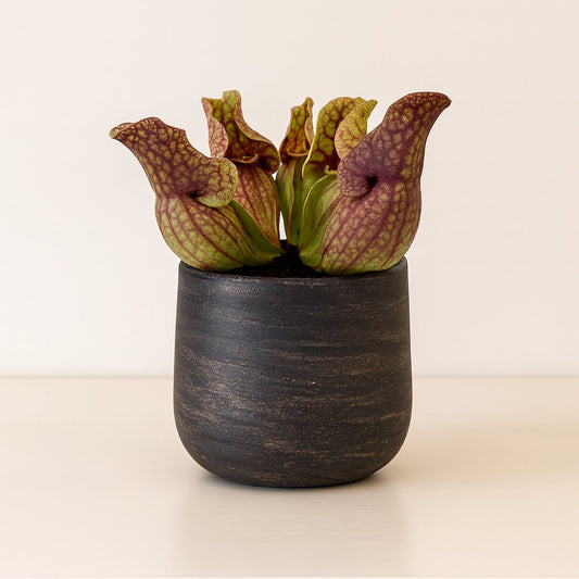 Sarracenia Venosa - 20cm