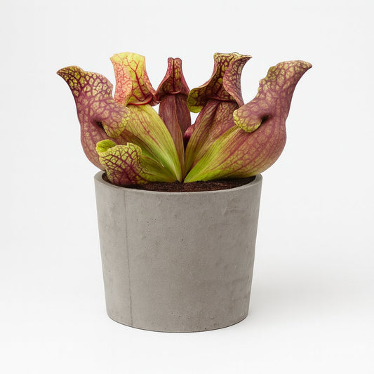 Sarracenia Venosa - 20cm