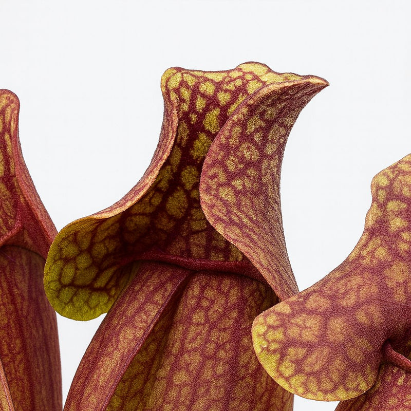 Sarracenia Venosa - 20cm Detail