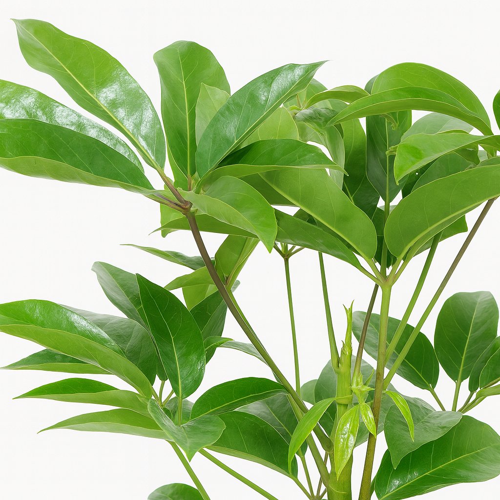 Schefflera Actinophylla Amate 100cm im 24cm Topf Nahaufnahme