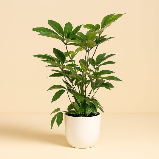 Schefflera Actinophylla Amate - 100cm