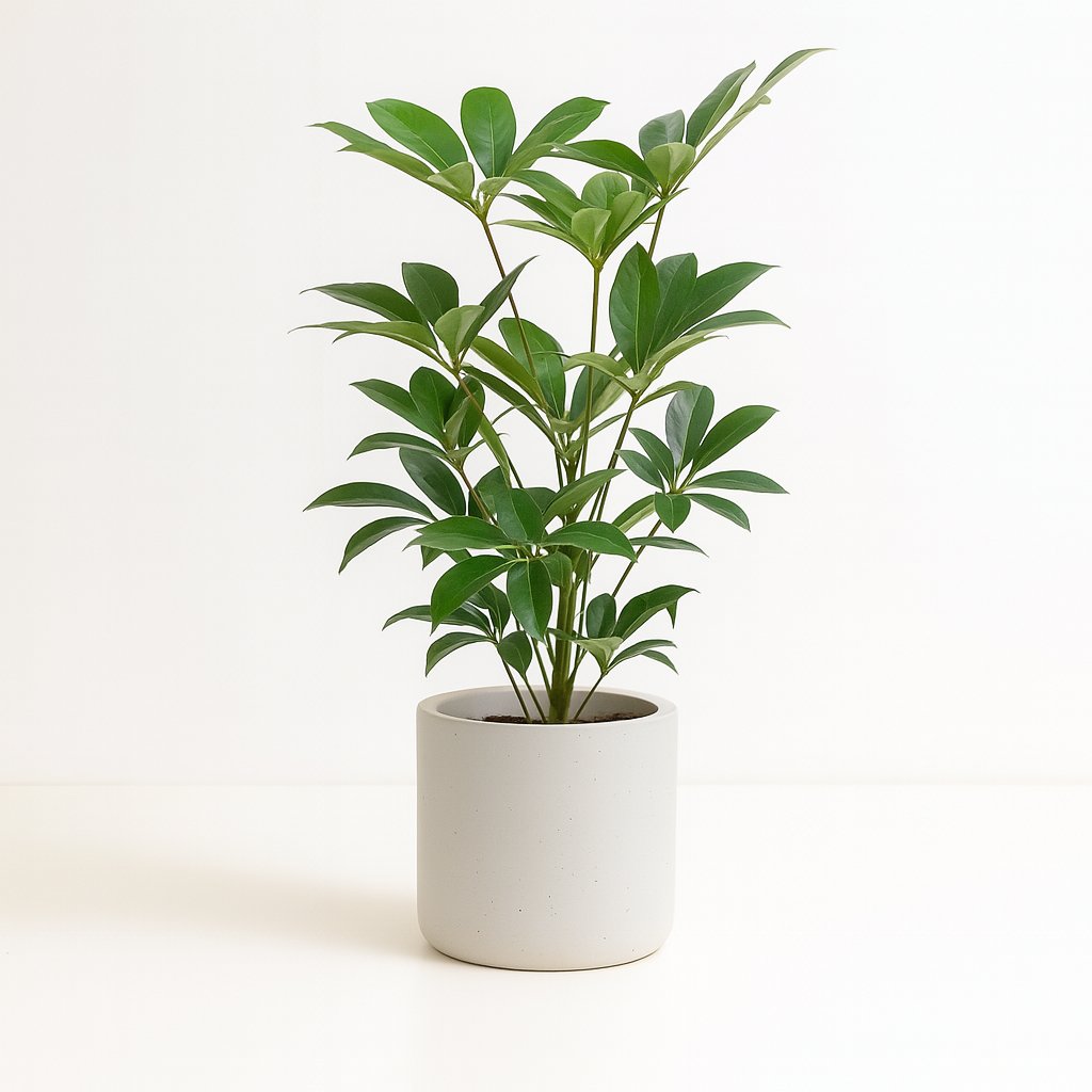 Schefflera Actinophylla Amate