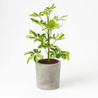Schefflera Charlotte - 45cm im Ø13cm Topf in einem modernen Studio