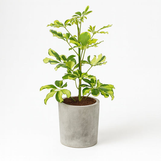 Schefflera Charlotte - 45cm