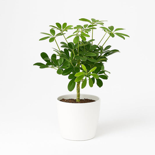 Schefflera Compacta Nora - 50cm