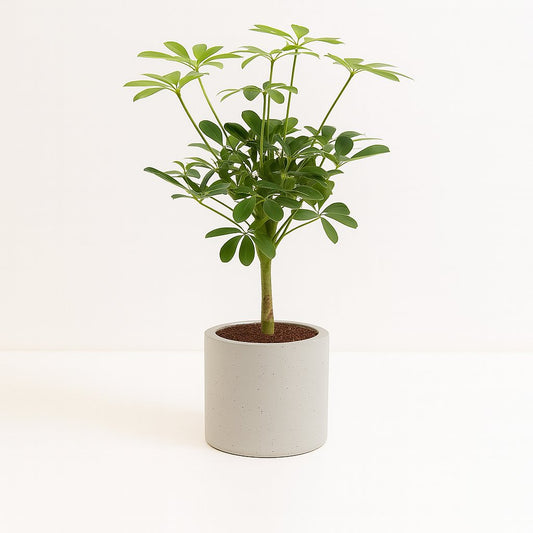 Schefflera Compacta Nora - 50cm