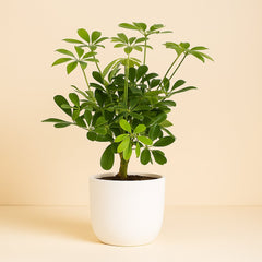 Schefflera Compacta Nora - 50cm