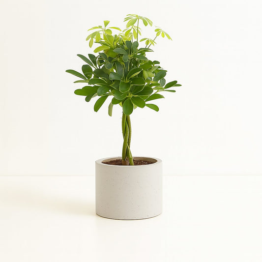 Schefflera Compacta Nora - 60cm