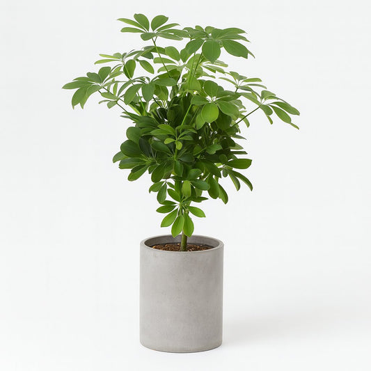 Schefflera Compacta Nora - 75cm