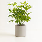 Schefflera Gerda 35cm im 13cm Topf