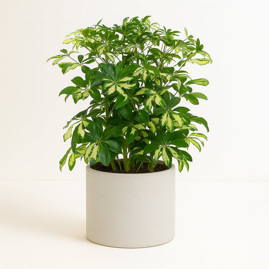 Schefflera Gerda - 55cm