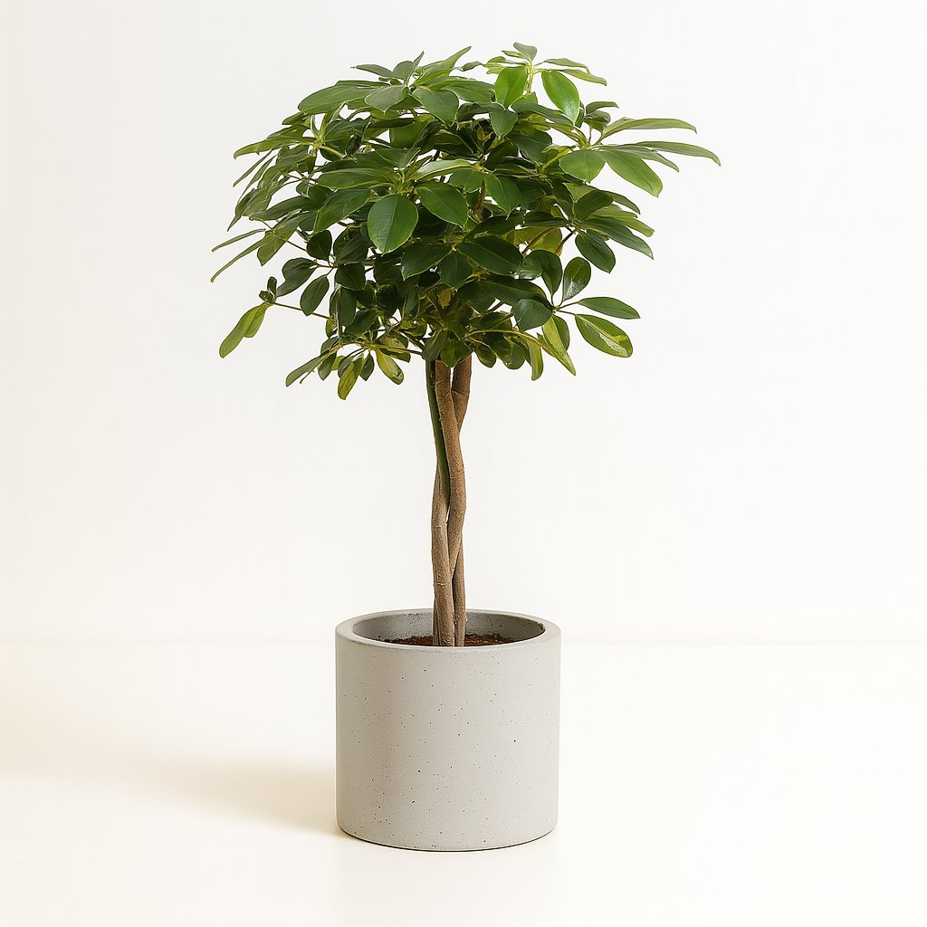 Schefflera Gold Capella - 120cm in einem modernen Studio mit modernem Topf