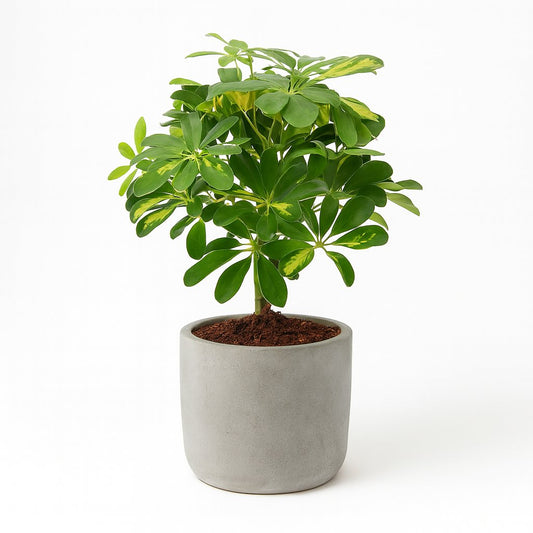 Schefflera Gold Capella - 50cm