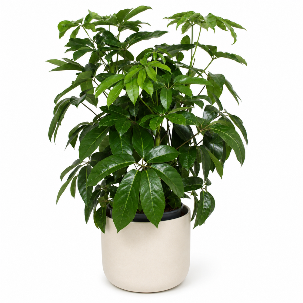 Schefflera Actinophylla Amate 120cm im 30cm Topf