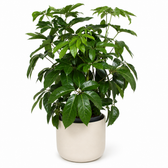 Schefflera Actinophylla Amate 120cm im 30cm Topf