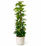 Schefflera Arboricola Gerda - Ø20cm - 90cm