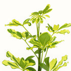 Schefflera Charlotte - 45cm, Nahaufnahme der federartigen Blätter
