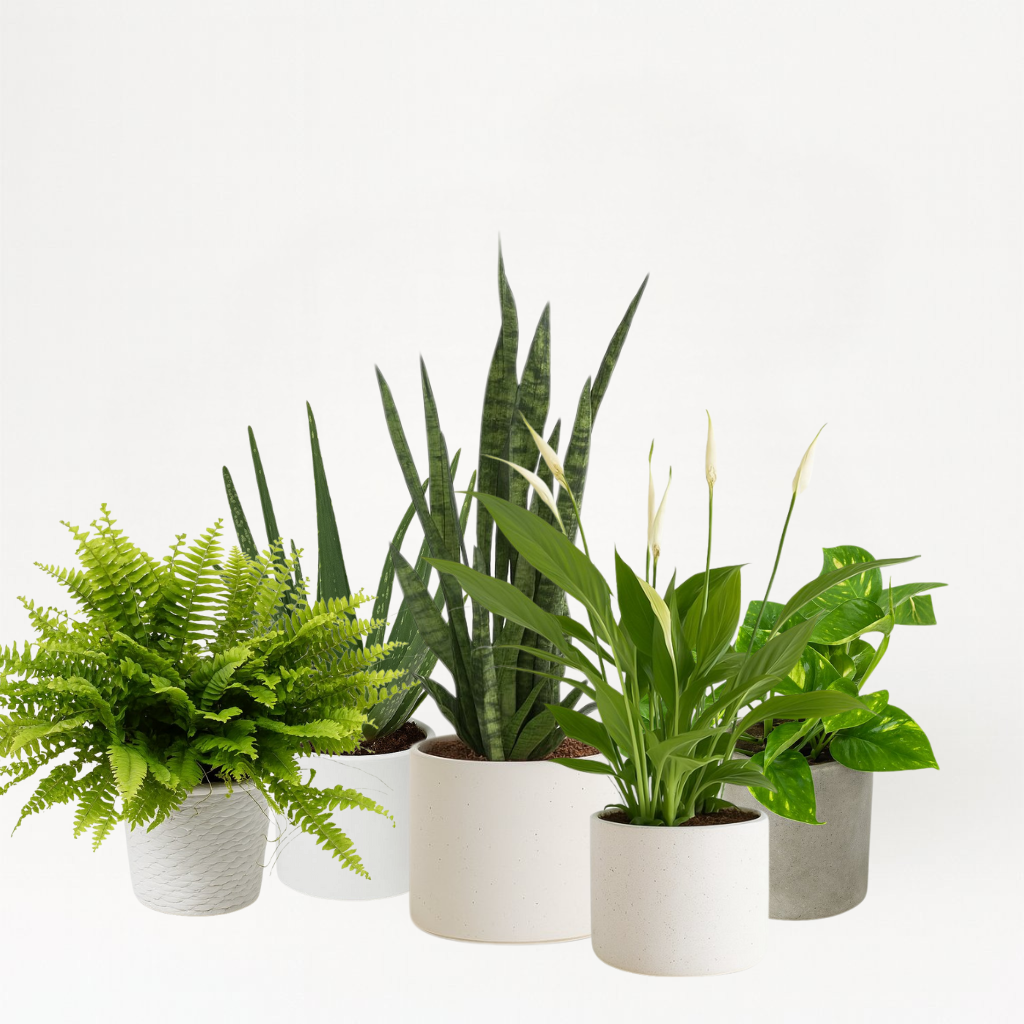 Schlafzimmer-Set (Mittel)