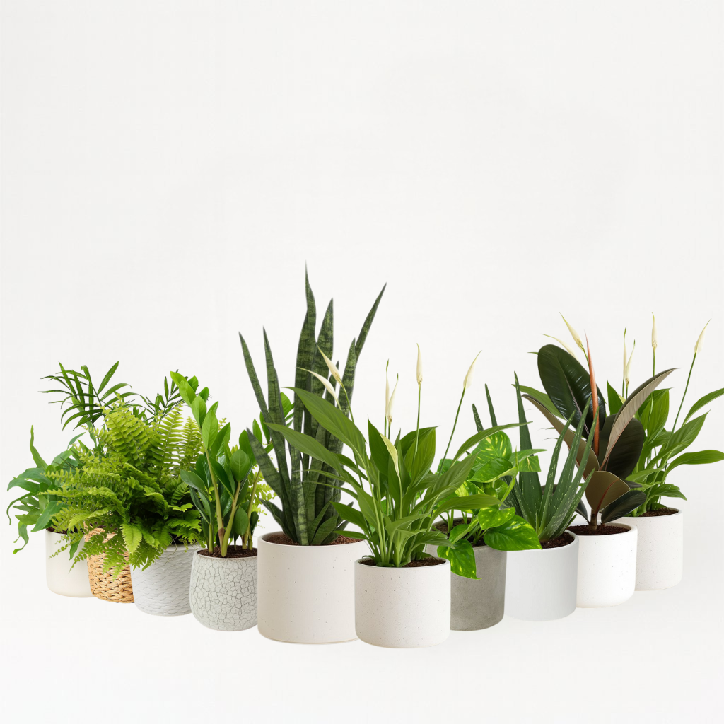 Schlafzimmer-Set (XXL)