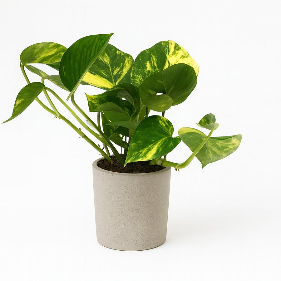 Scindapsus Aureum - 25cm in einem modernen Studio mit modernem Topf