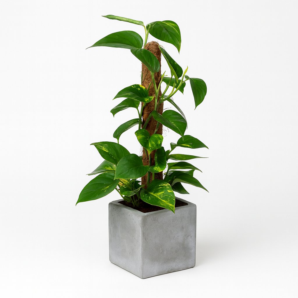 Scindapsus Epipremnum 50cm im 15cm Topf