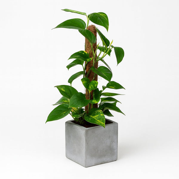 Scindapsus Epipremnum 50cm im 15cm Topf