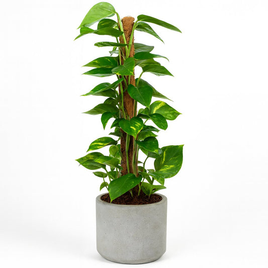 Scindapsus Epipremnum - 80cm