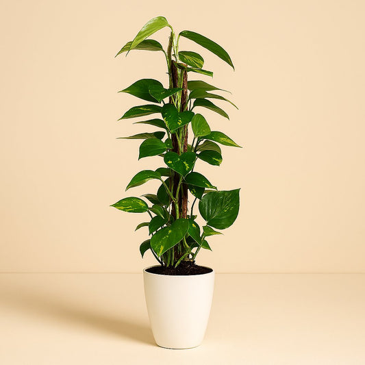 Scindapsus Epipremnum - 80cm