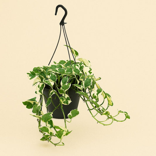 Scindapsus N’Joy - 35cm