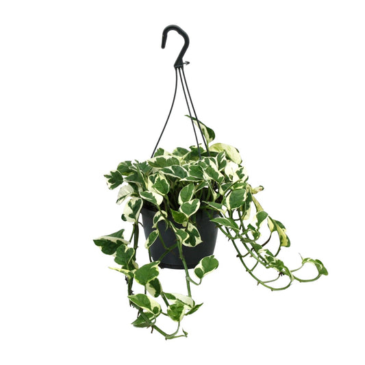 Scindapsus N’Joy - 35cm