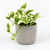 Scindapsus N’Joy 15cm im 12cm Topf