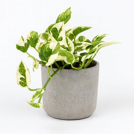 Scindapsus Njoy - 15cm