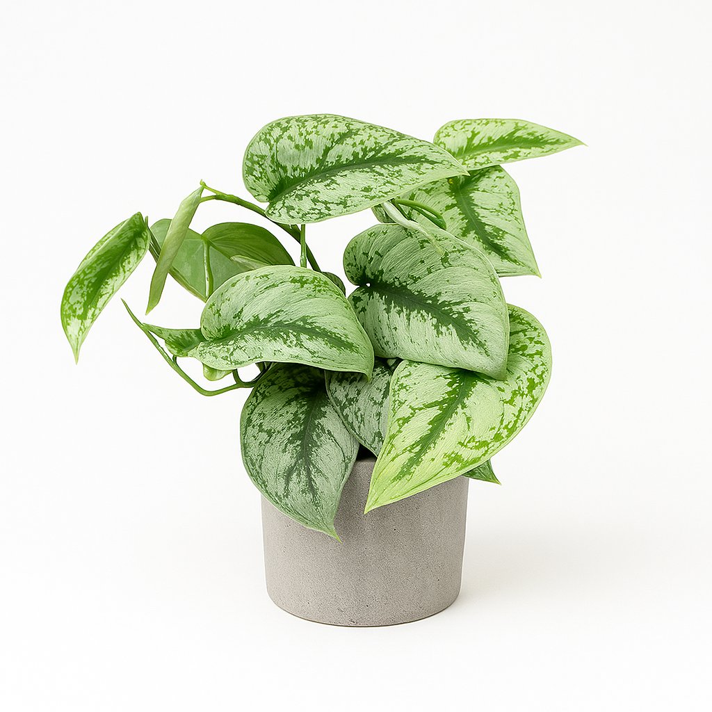 Scindapsus Pictus Trebie 15cm im 15cm Topf