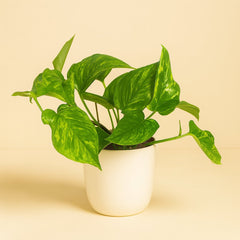 Scindapsus Pictus Trebie - 20cm