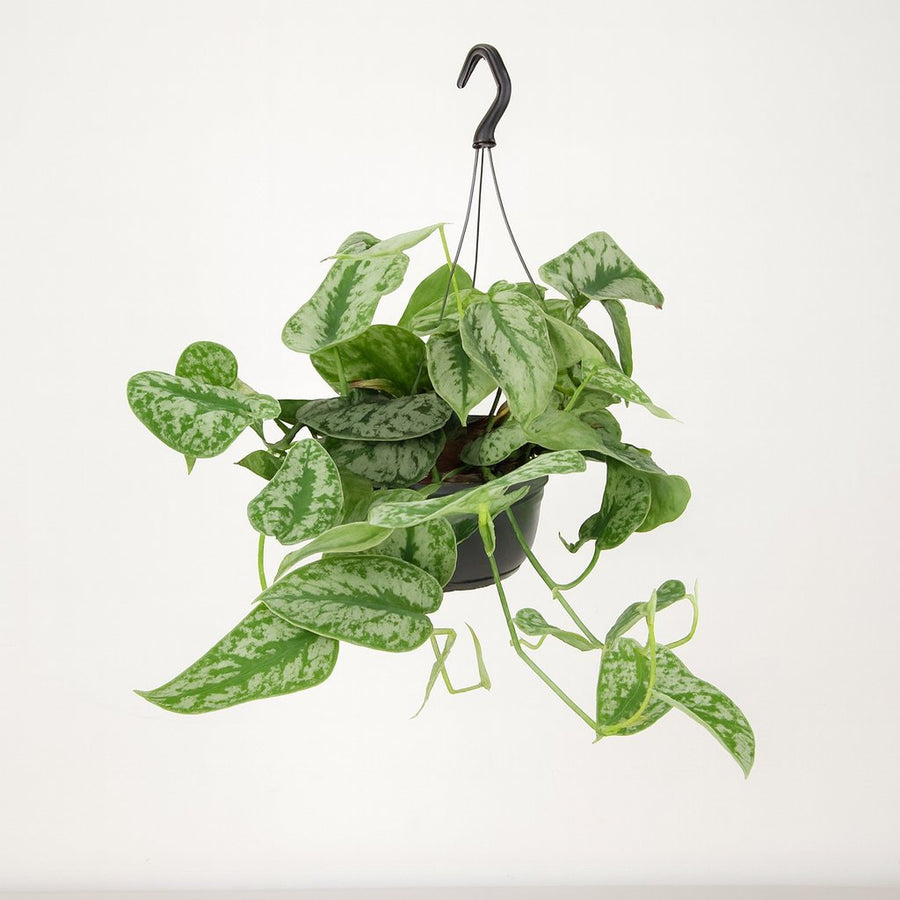 Scindapsus Pictus Trebie - 25cm in einem modernen Studio mit modernem Topf