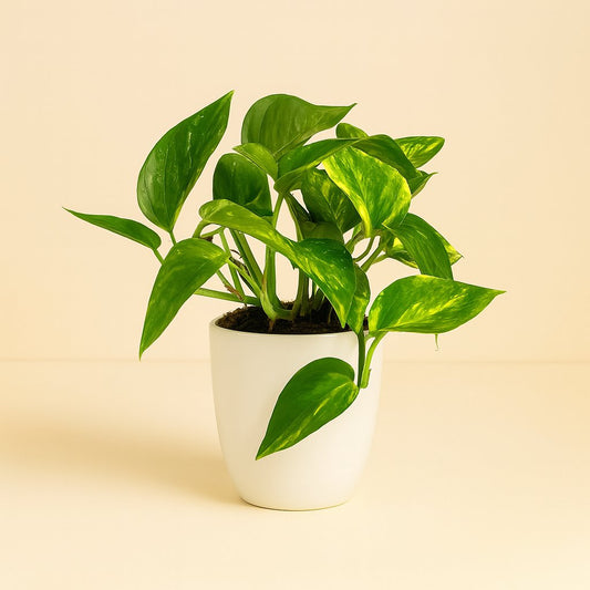 Scindapsus Pinnatum HiColor - 20cm
